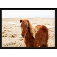 Poster - Portrait Icelandic Horse