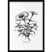 Poster - Zinnia Flower