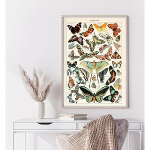   Poster - Butterfly 